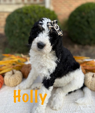 Holly4.jpg