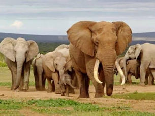 Éléphants en divagation : un jeune grièvement blessé à Badikaha