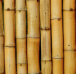 bamboo.jpeg
