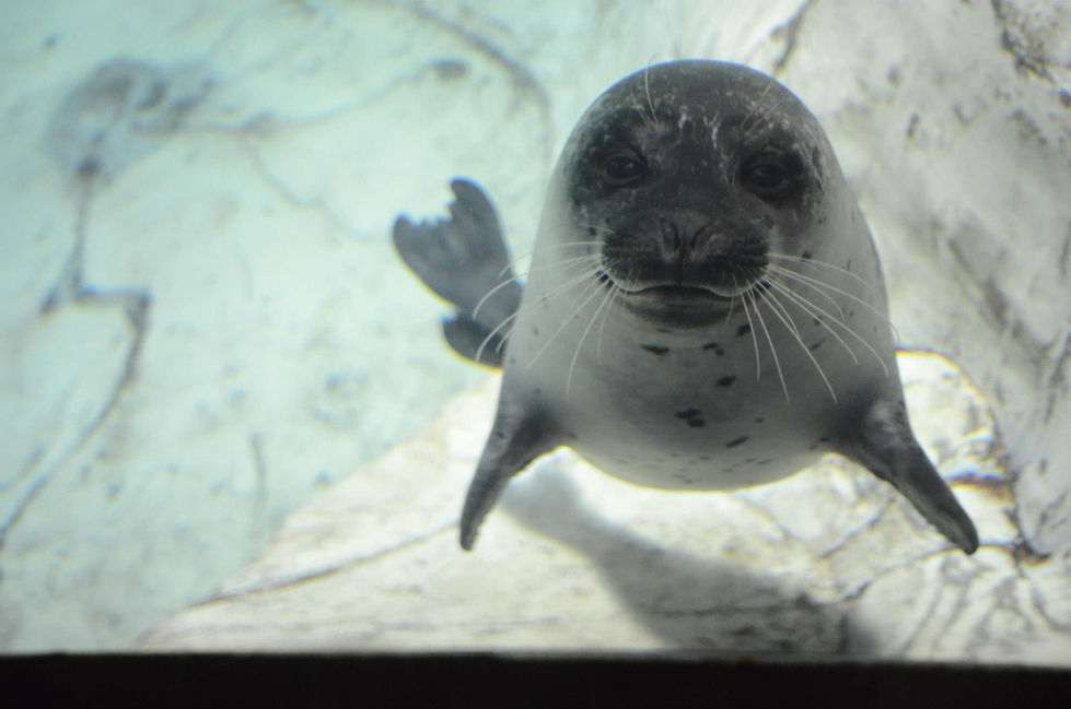 259141_451175511599713_1775692748_o