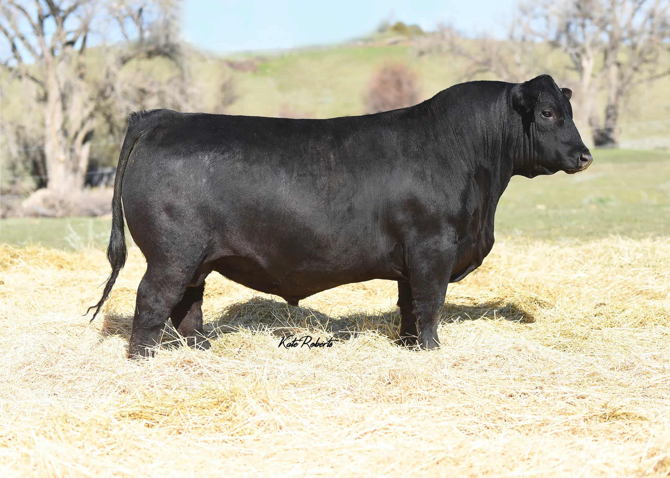 HA-COWMAN-7939_1.webp