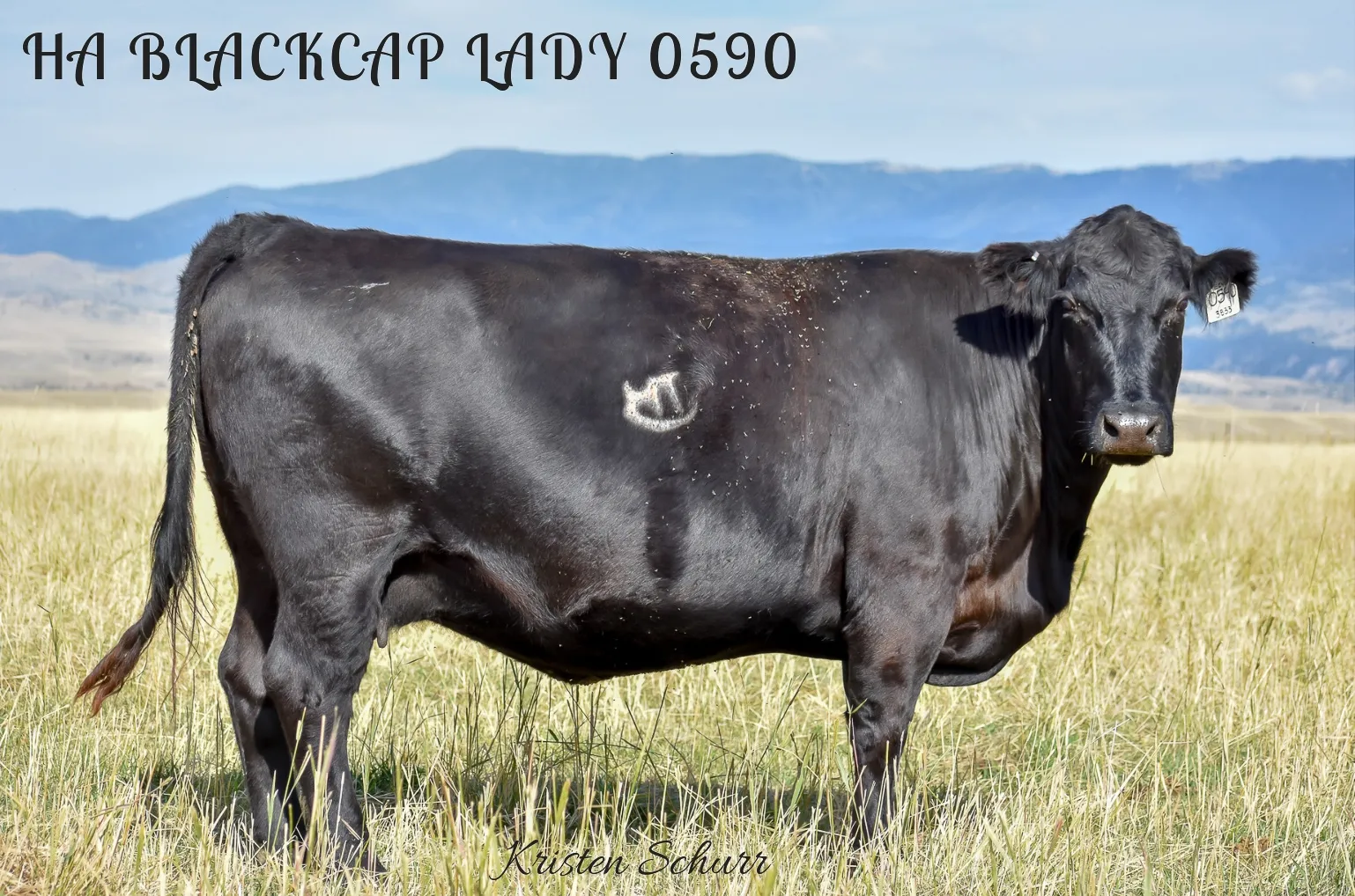 HA590.webp