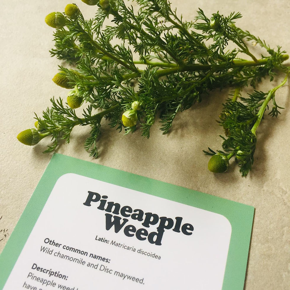 Thumbnail: Foraging - Wild Herbs & Weeds