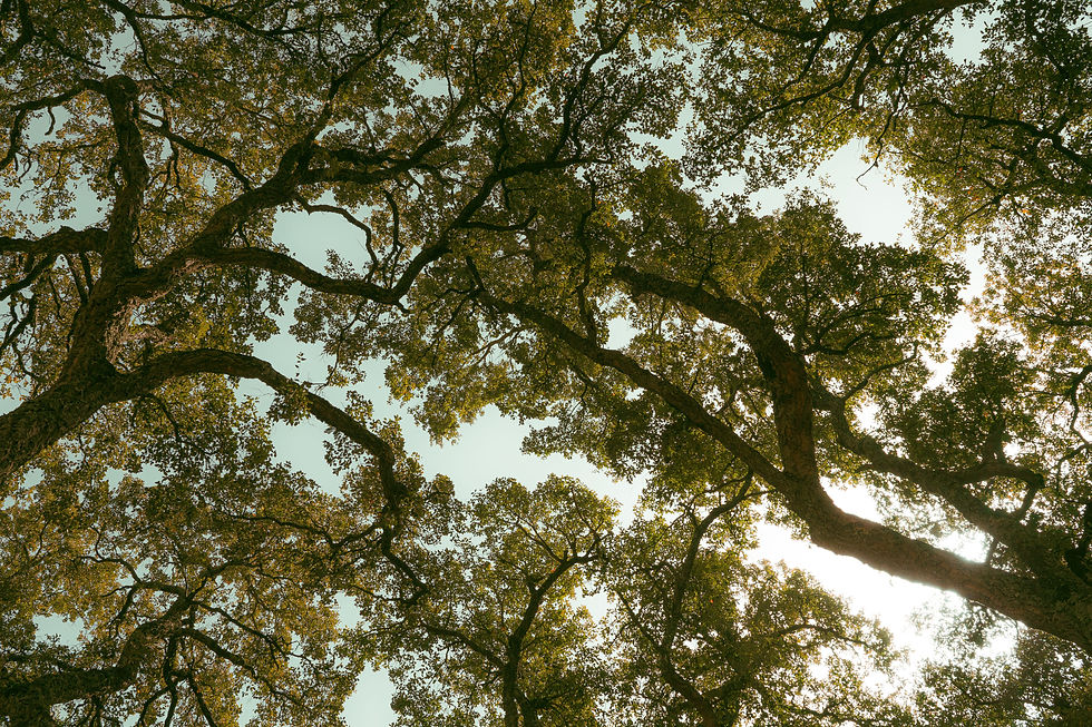 Oak Trees Raleigh North Carolina