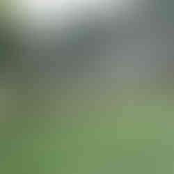 A black iron fence with a garden bed along the base. Various green plants are surrounded by a stone border.