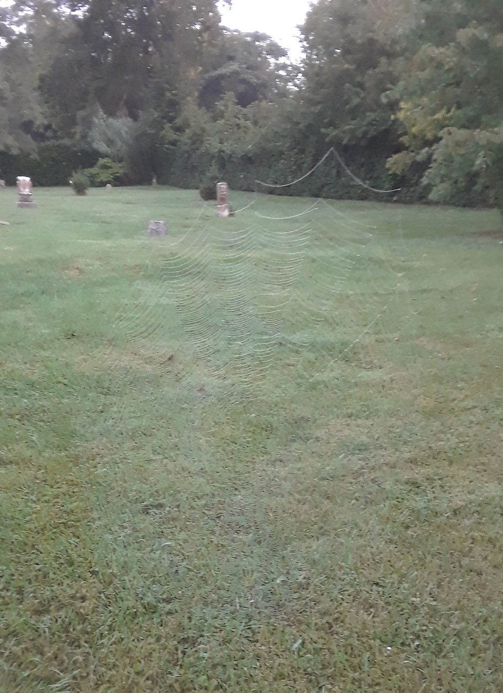 A large spider web is at the center of the photo, with a green grassy field in the background. 
