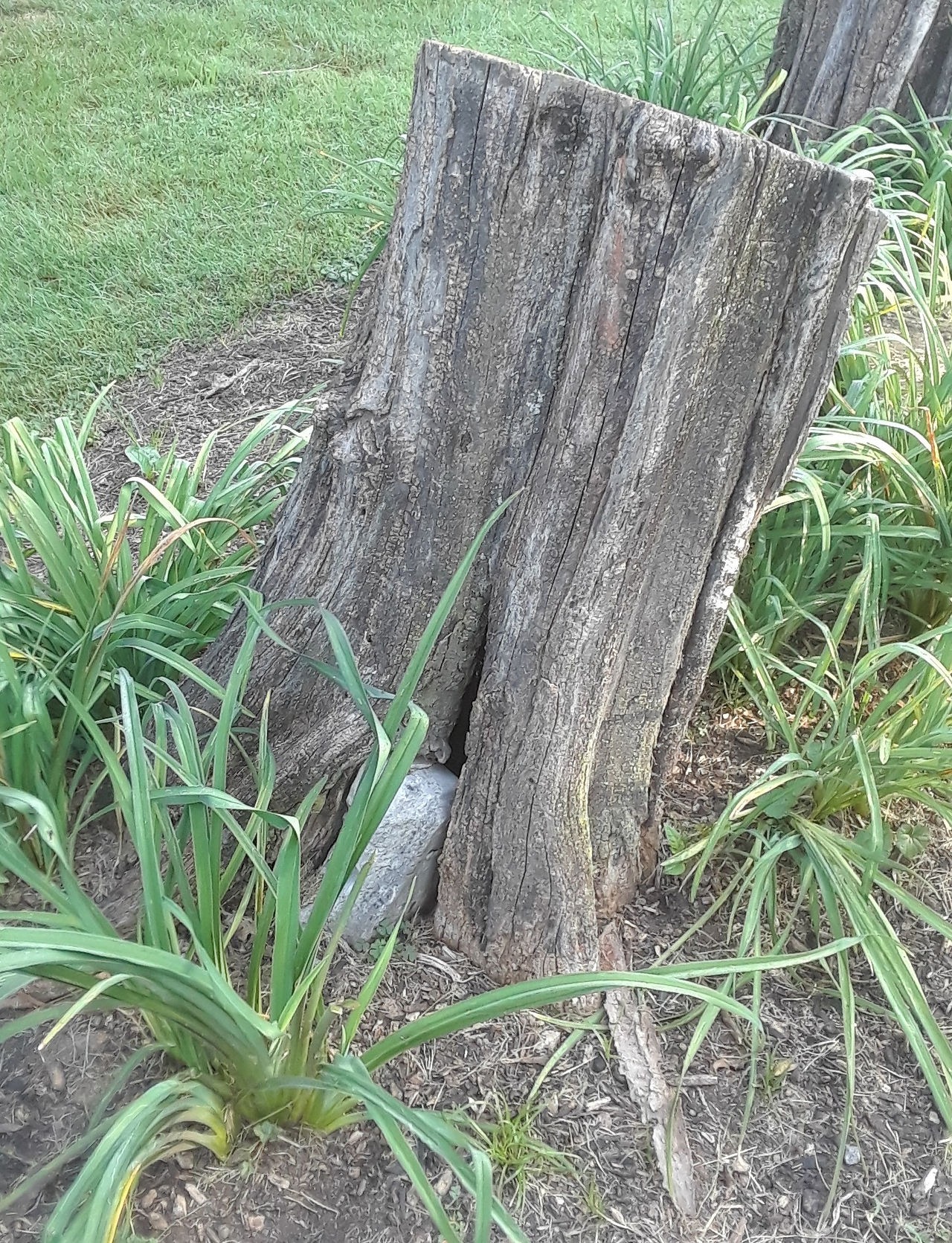 A cut tree stump is surrounded by tall grasses. In the middle of the tree stump at the base, there is a grey stone visible. The tree has grown around the headstone.