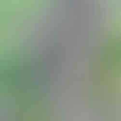 A cut tree stump is surrounded by tall grasses. In the middle of the tree stump at the base, there is a grey stone visible. The tree has grown around the headstone.