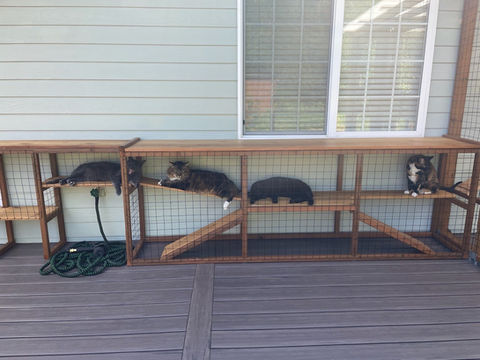 Four Lazy Cats In Portland Catio.JPG