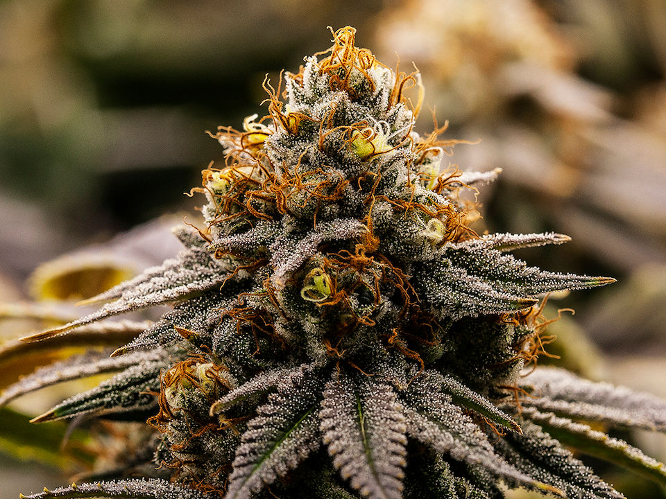 Macro Photo Of Cannabis Crystals