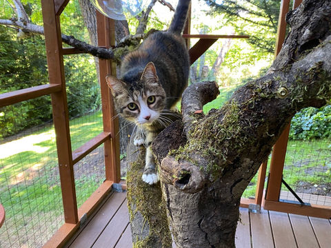 Catio Tree Vancouver Washington.jpg