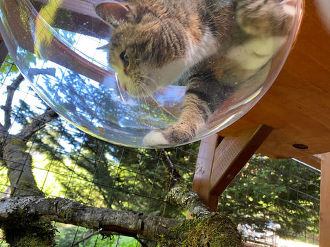 Cat Checking Out Clear Catio Dome.jpg