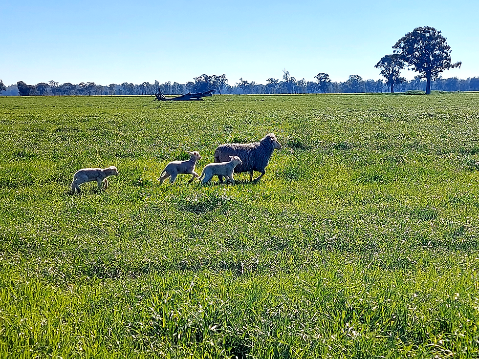 Maximising Sheep Productivity: How to Get the Best from Your Flock