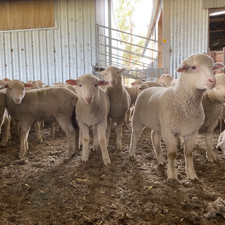 The Producer’s Guide to Building More Predictable Lamb Drops