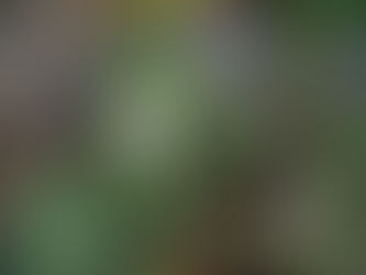 ☆東久留米市内の自然観察で出会った野草(5月の植物)の紹介!