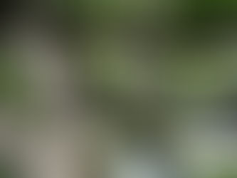 ☆東久留米のいきもの(4月観察の野鳥と昆虫など)