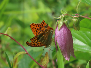 ☆東久留米市内のいきもの(蝶の仲間:1月から6月)の紹介!