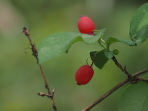 ☆東久留米市内の樹木の花(3月から5月に観察した樹木)紹介!