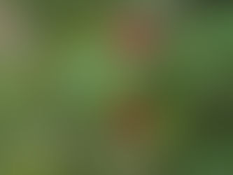 ☆東久留米市内の樹木の花(3月から5月に観察した樹木)紹介!