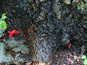 ☆キノコの仲間『カエンタケ』に注意ください!
