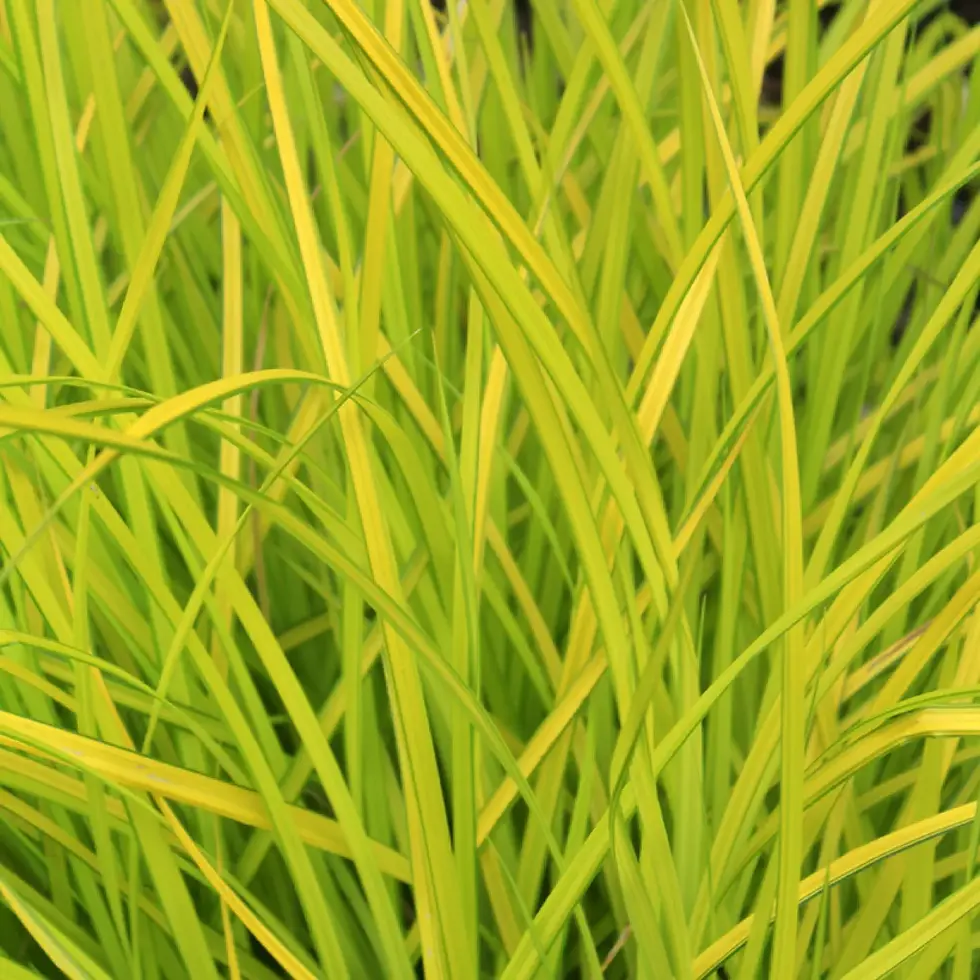 Carex-elata-Aurea-Laiche-doree-copyright-PDF-ASV-77571-2.webp