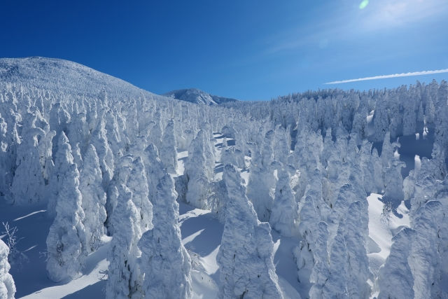 Snow-covered “Snow Monsters” trees at Zao in Yamagata under a bright blue sky.