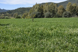 grano tertenia