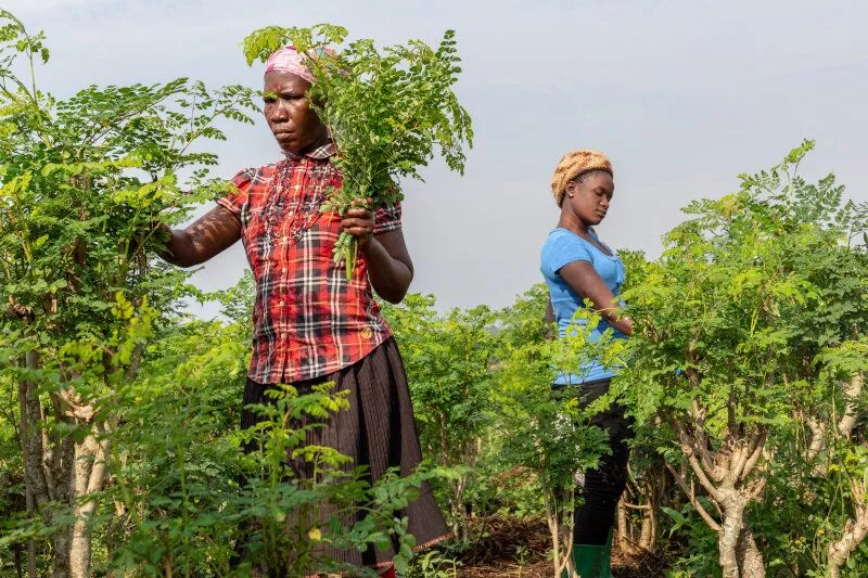 moringa-farm-image.webp