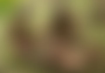 Uncovering the Mysteries of Tudei Kava: What You Need to Know