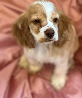 Millie