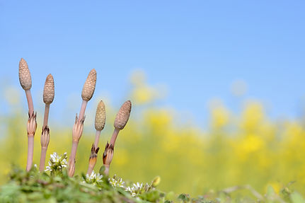 めまいのことは当院へ
