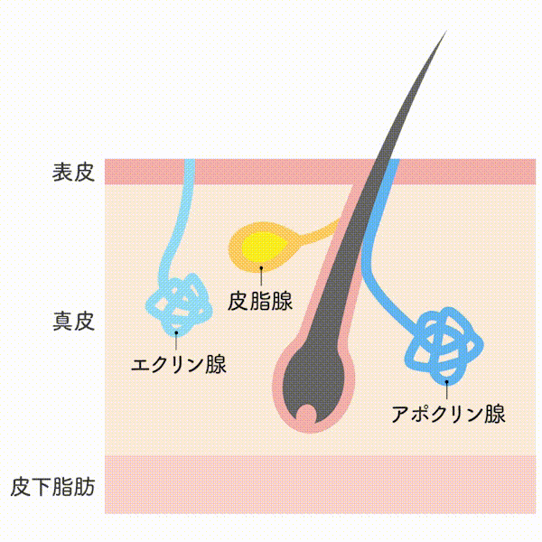 ミラドライ照射