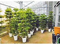 植木鉢