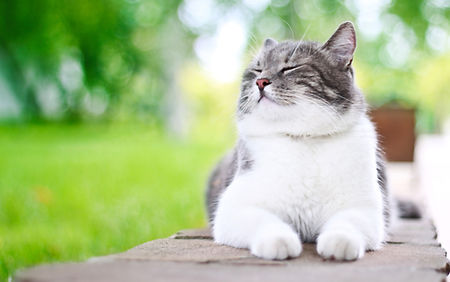 犬・猫の一般診療