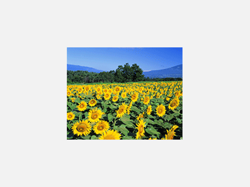 6396683.gif