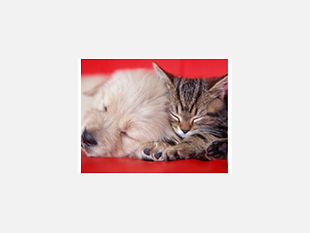 ねこ