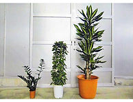 観葉植物