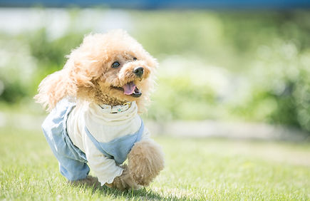 ワクチン・狂犬病予防接種