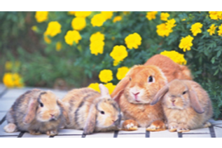 動物診療