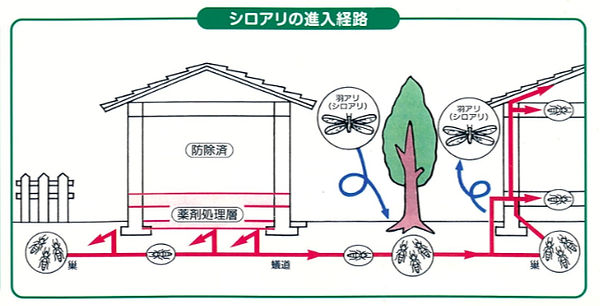 シロアリの侵入経路図