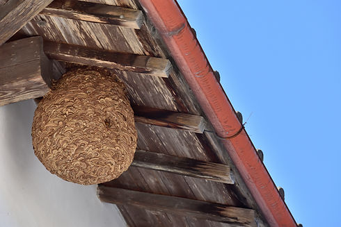 軒下のハチの巣