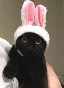 野良猫保護