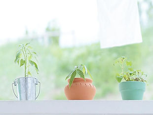 観葉植物