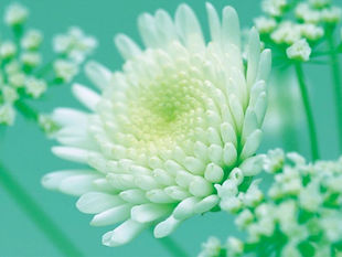 白い小花