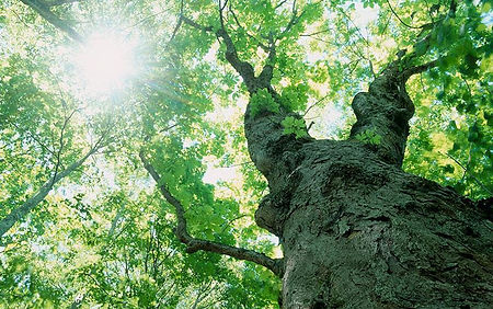 散骨生前予約プラン 38,500円(税込)