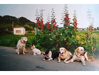 犬