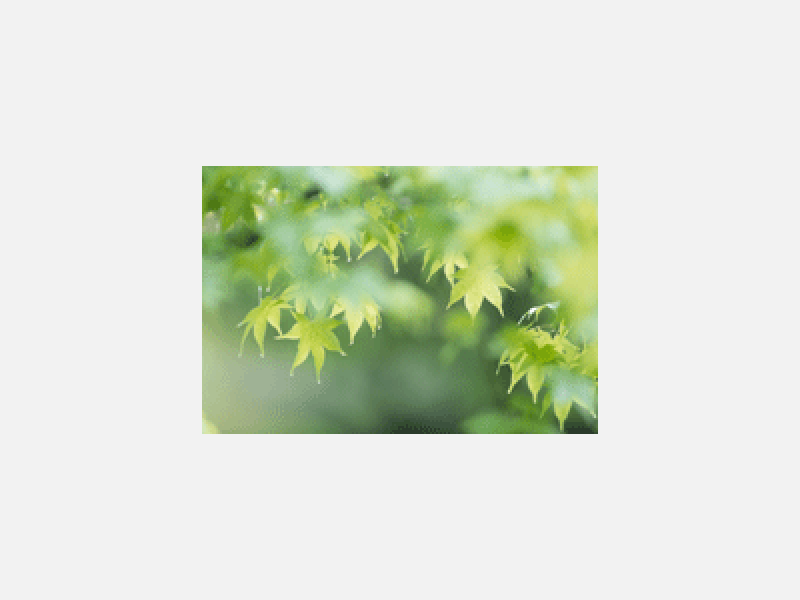緑の紅葉