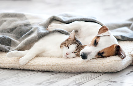 犬・猫の定期健康診断