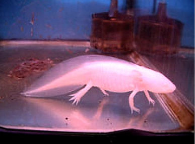 生体も特価販売中!