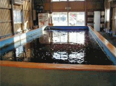 冷暖房付屋内釣り堀